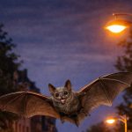 Bat Light District » et éclairage intelligent : une opportunité durable pour Woluwe-Saint-Pierre