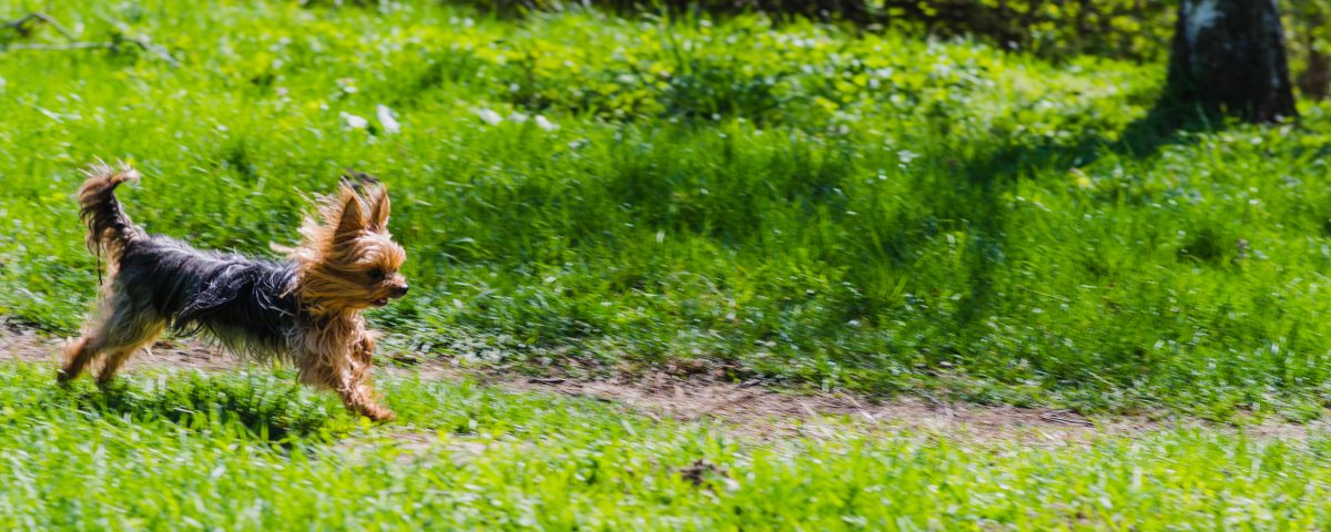 zone de liberté pour chiens du parc de la Woluwe