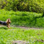 zone de liberté pour chiens du parc de la Woluwe