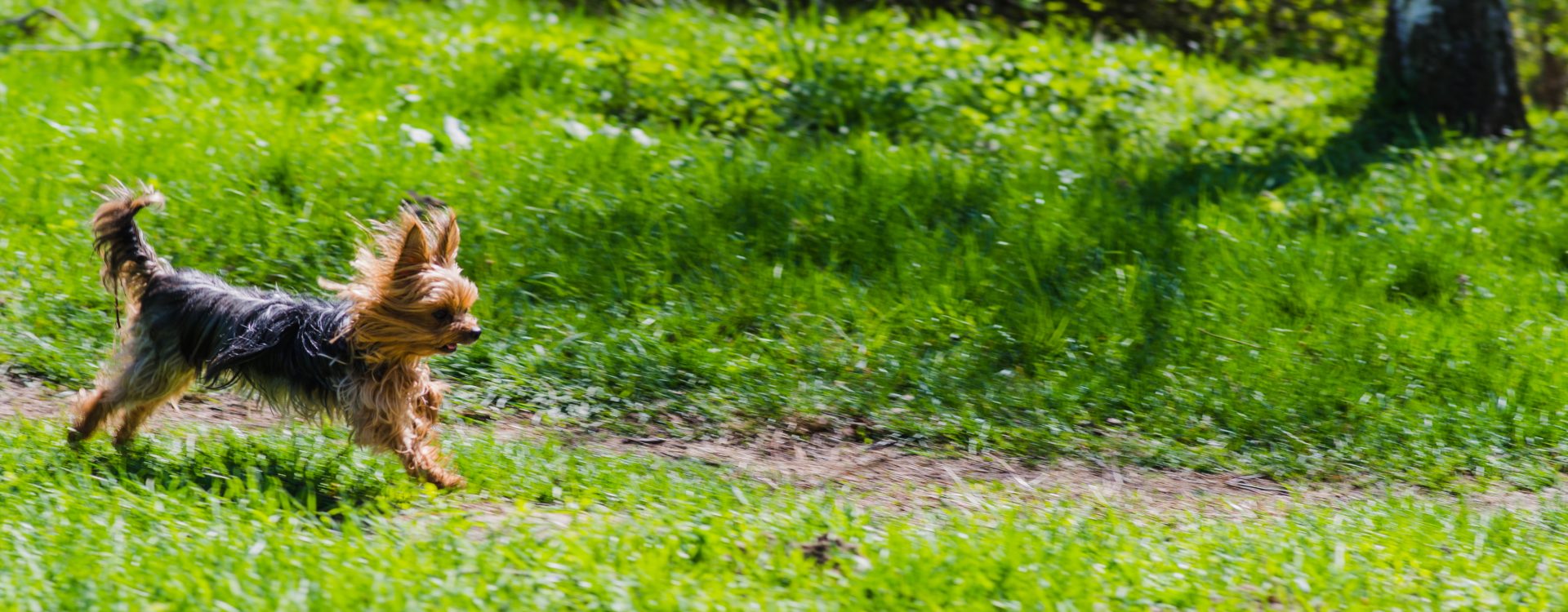 zone de liberté pour chiens du parc de la Woluwe