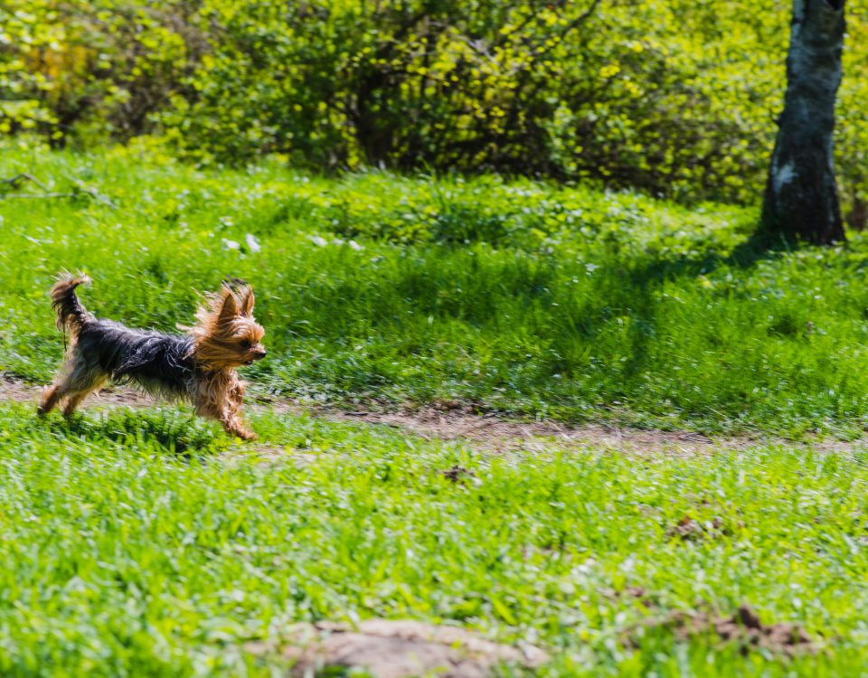 zone de liberté pour chiens du parc de la Woluwe