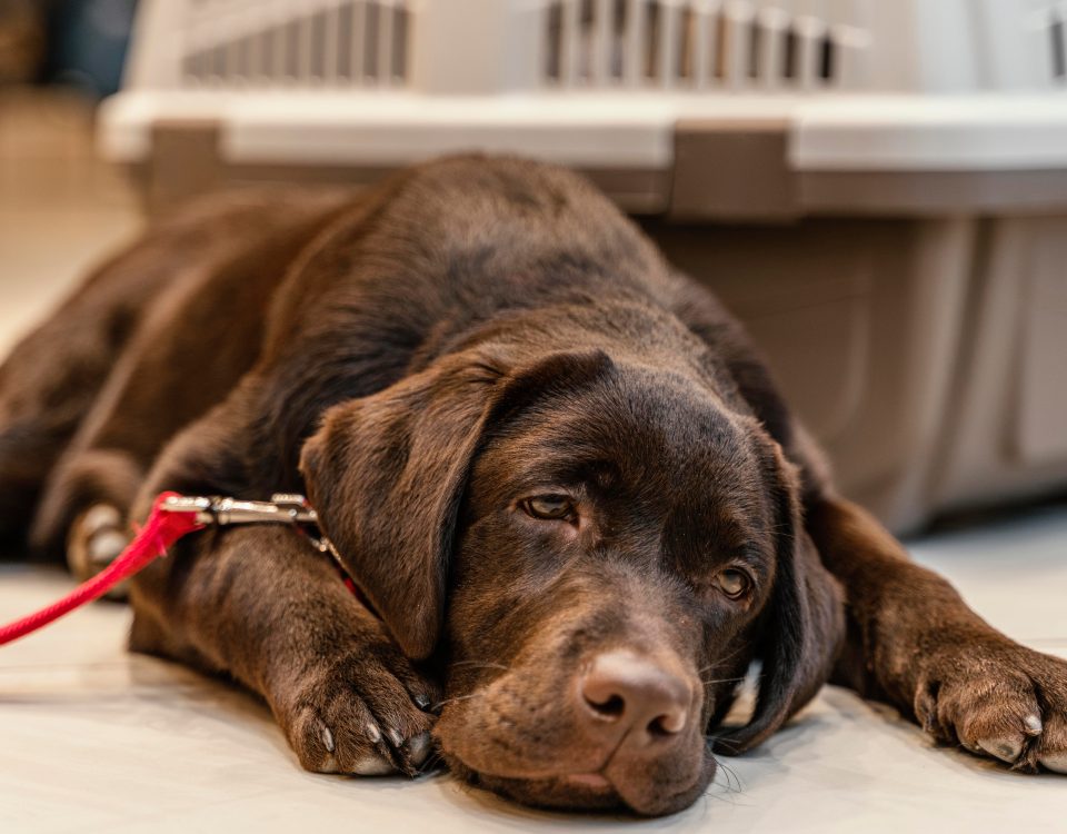 Empoisonnements de chiens à Woluwe-Saint-Pierre : état des lieux et propositions de mesures préventives, dissuasives et curatives